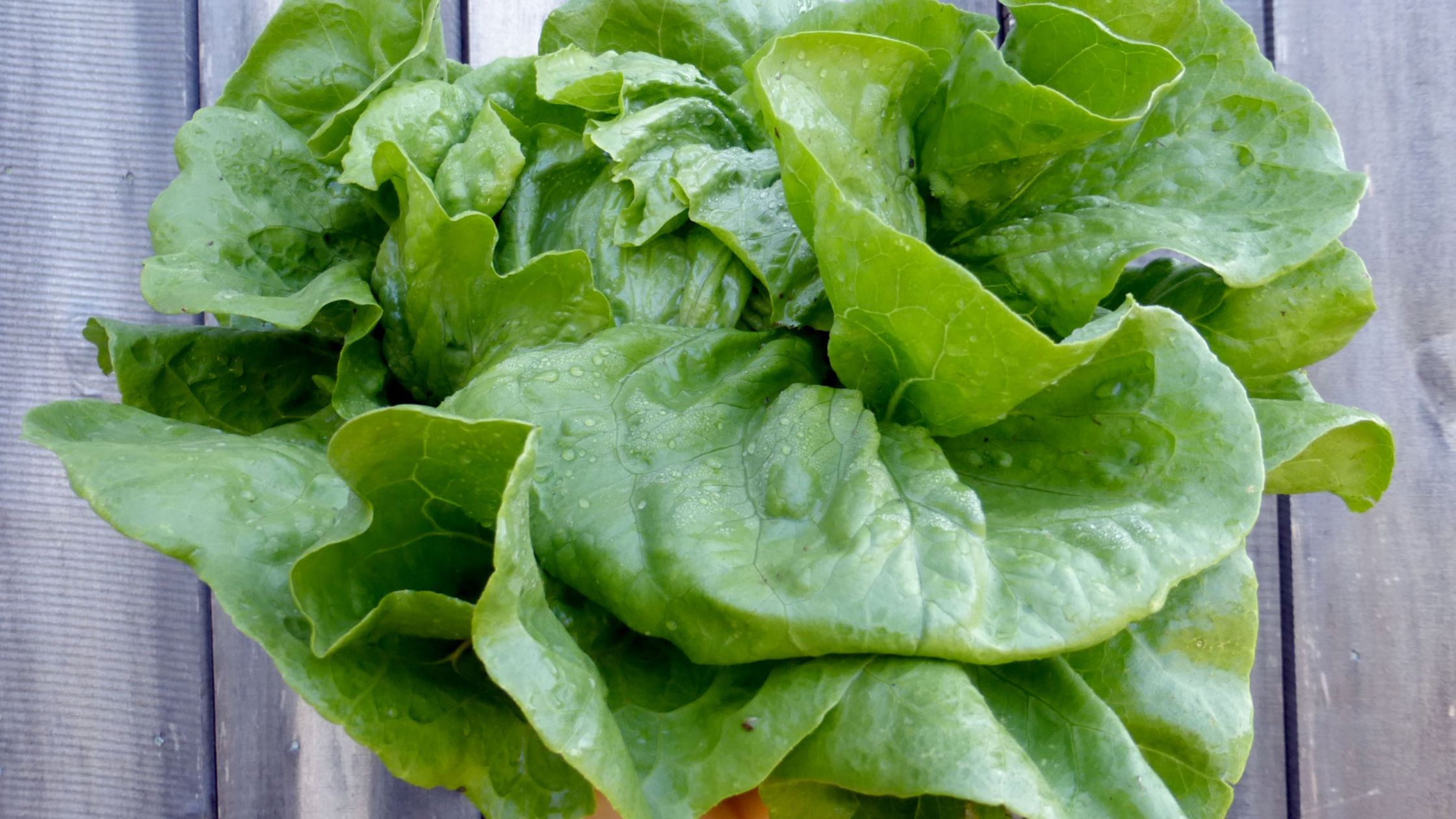 Anuenue Batavian/ Crisphead Lettuce