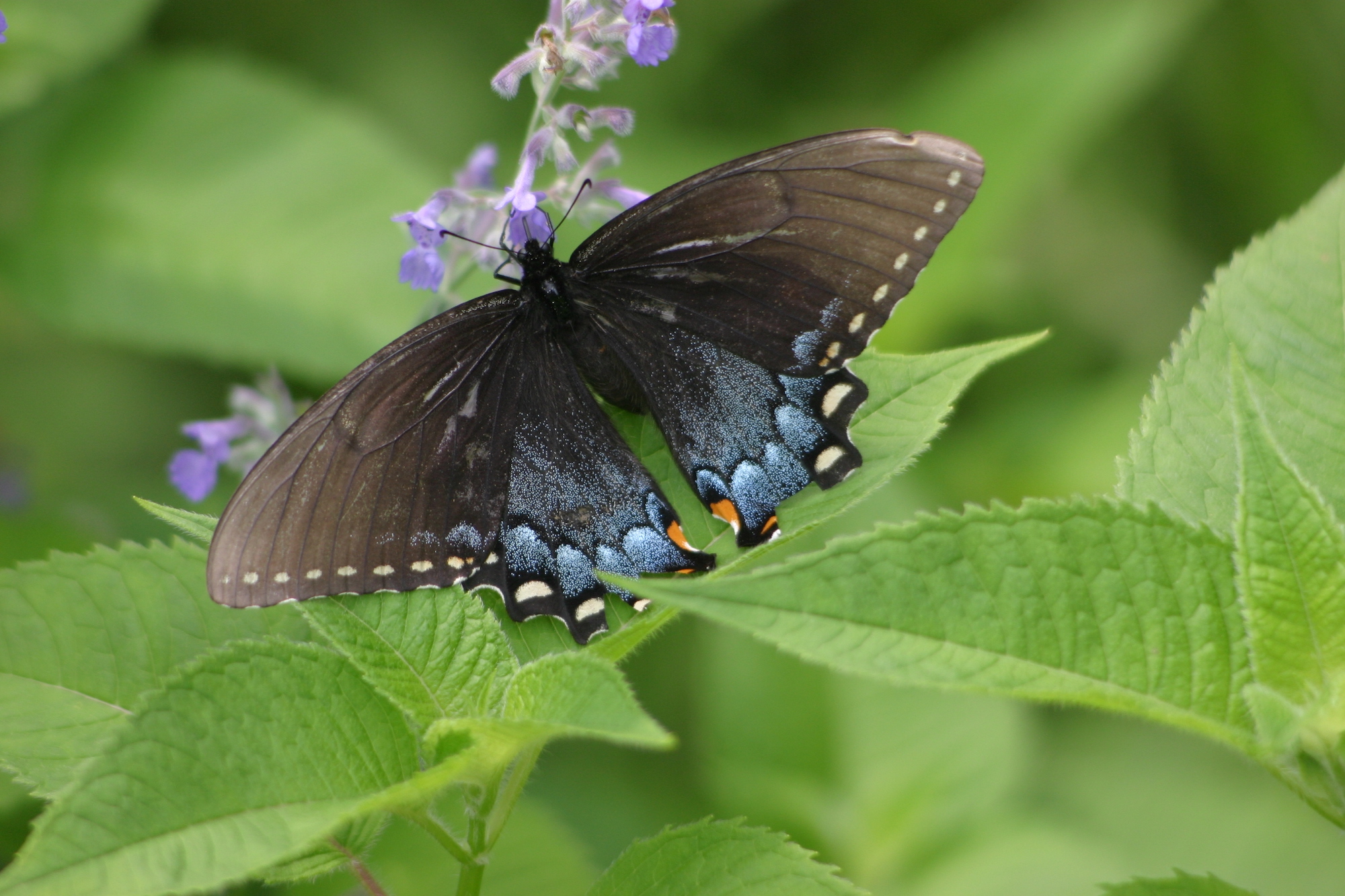 Butterfly on flower (pollinator week)