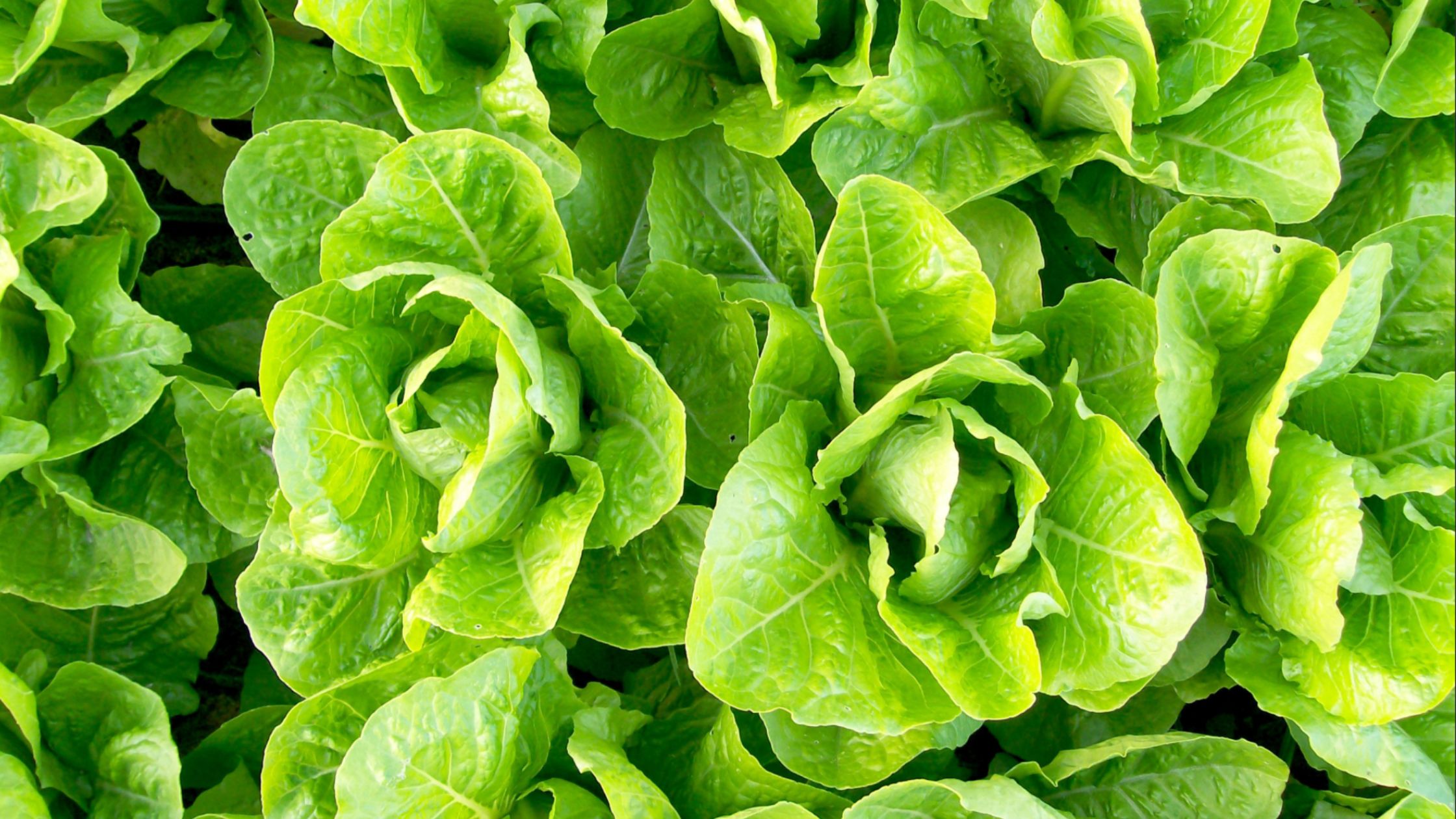 leaf lettuce types