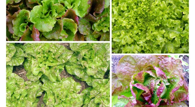 Different types of lettuce: Romaine, Bibb, Loose-leaf, Crisphead