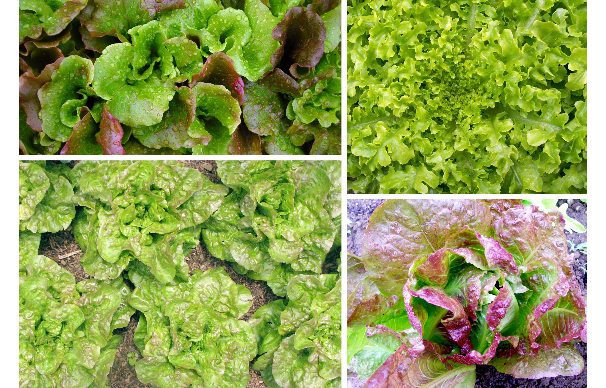 Select The Proper Lettuce Sort For Your Backyard Batang Tabon