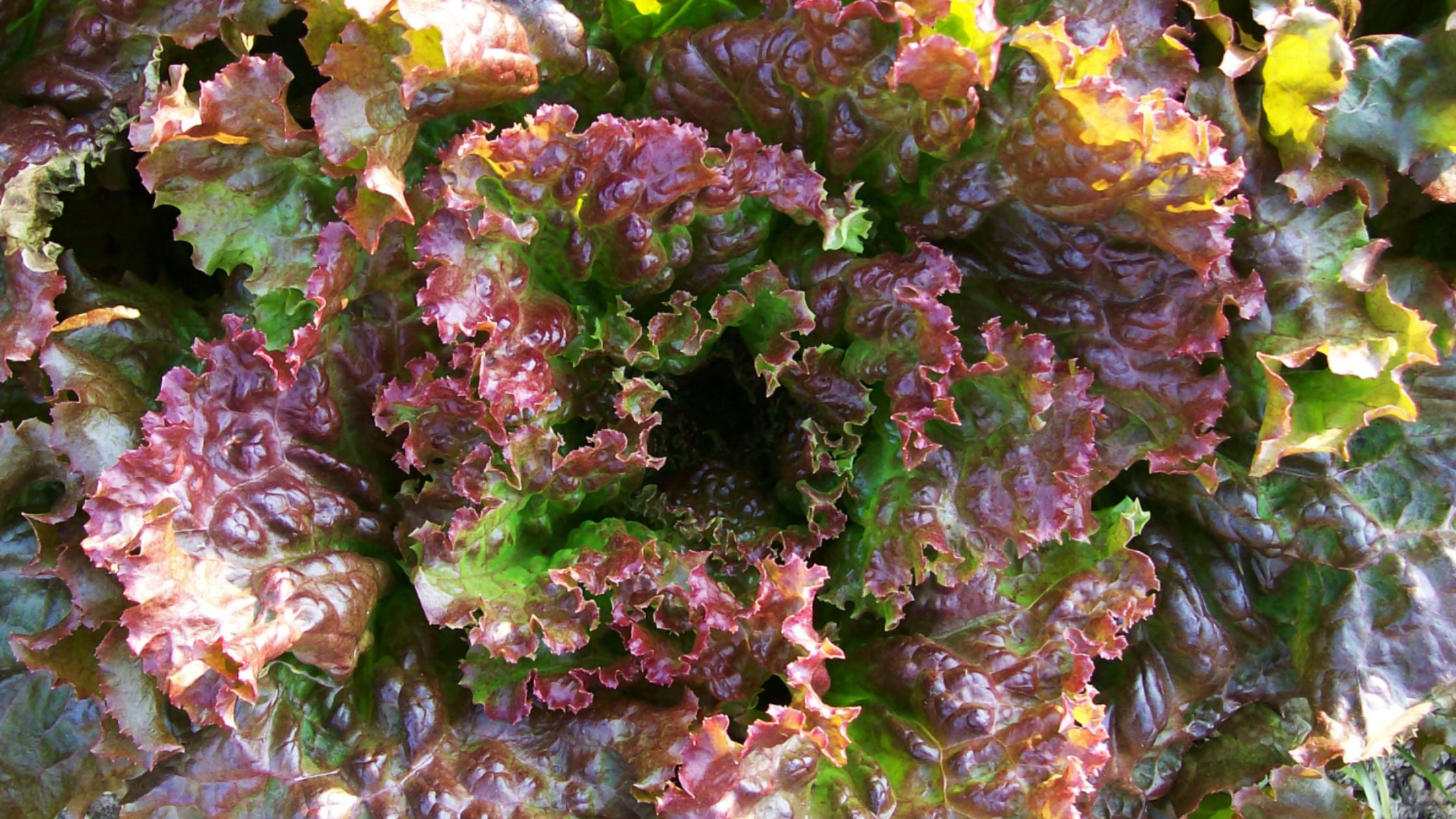 Red Sails Loose-Leaf Lettuce