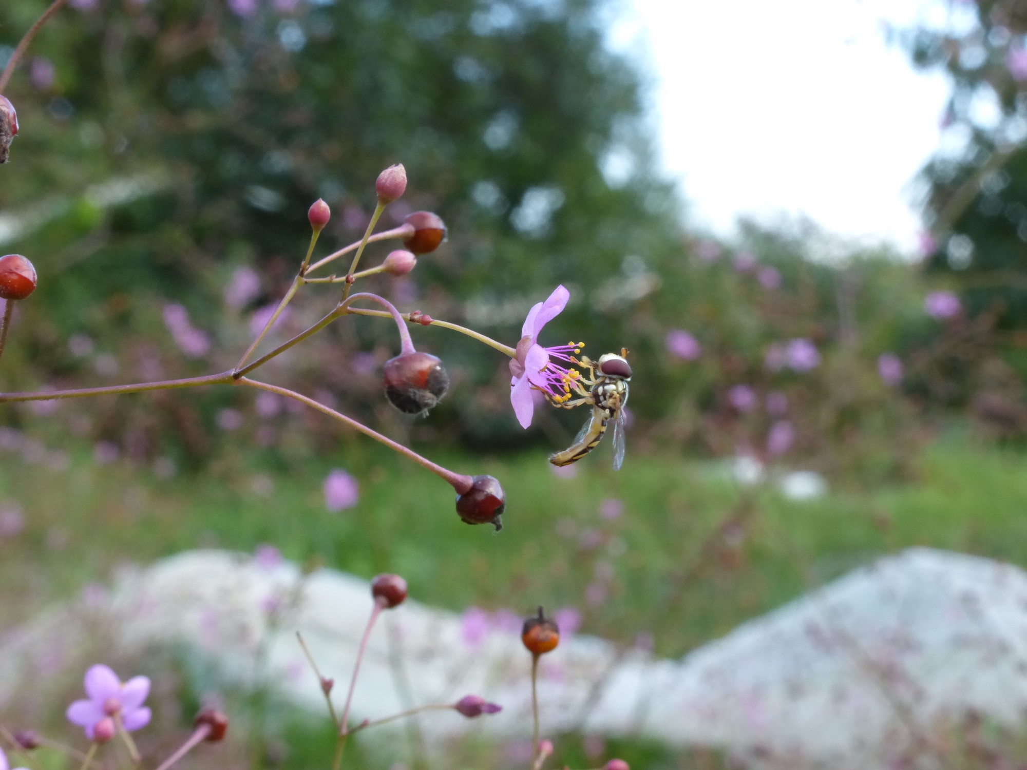 Bee on Jewels of Opar (pollinator week)