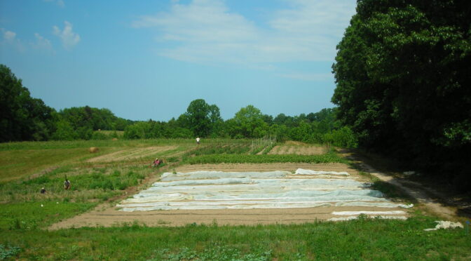 Field of garden beds with row cover