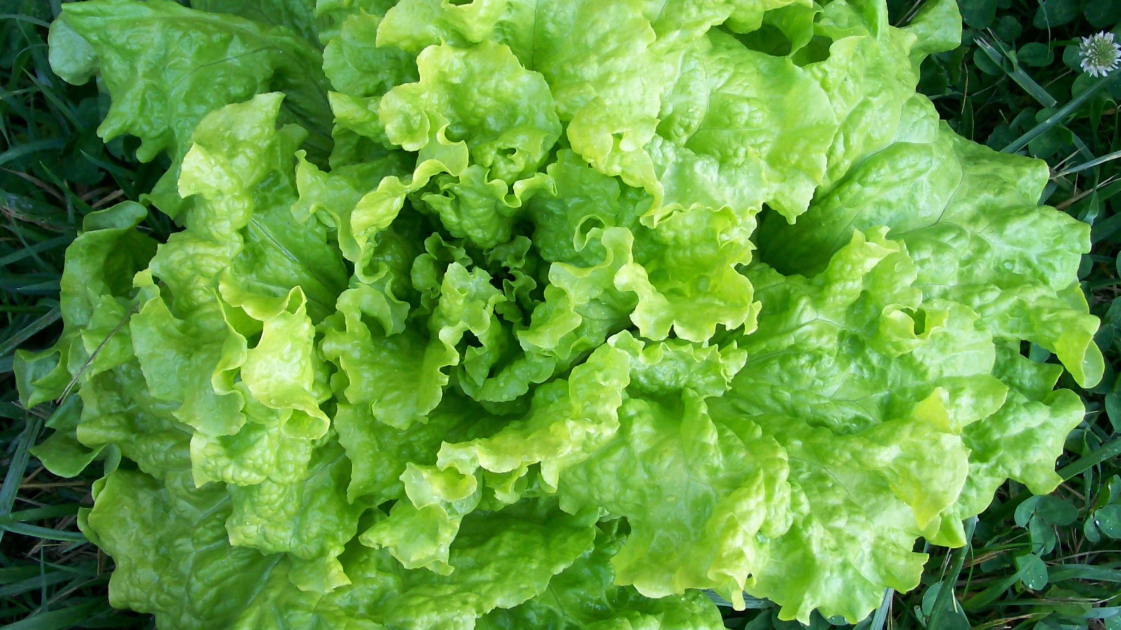 8-steps-to-save-lettuce-seed-southern-exposure-seed-exchange