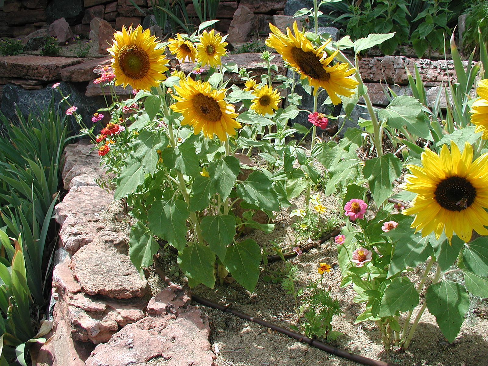 A sand flower garden with sunflowers and pulse drip irrigation