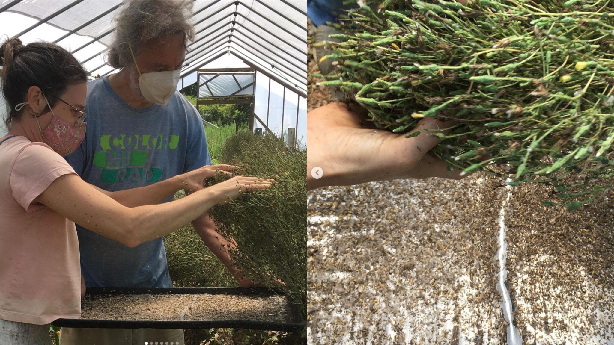 8 Steps to Save Lettuce Seed Southern Exposure Seed Exchange