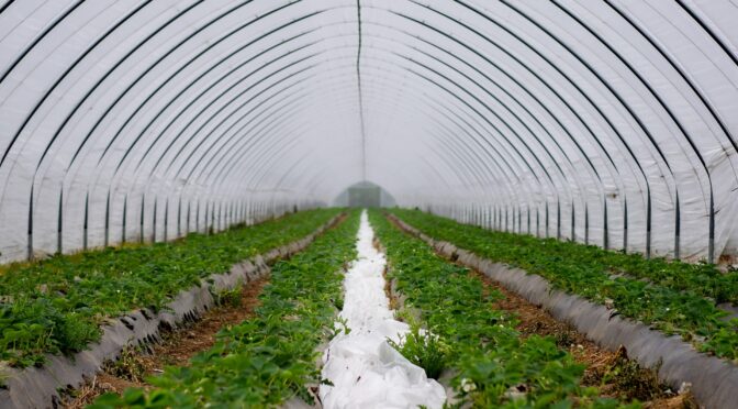 Hoop house filled with rows of strawberry plants