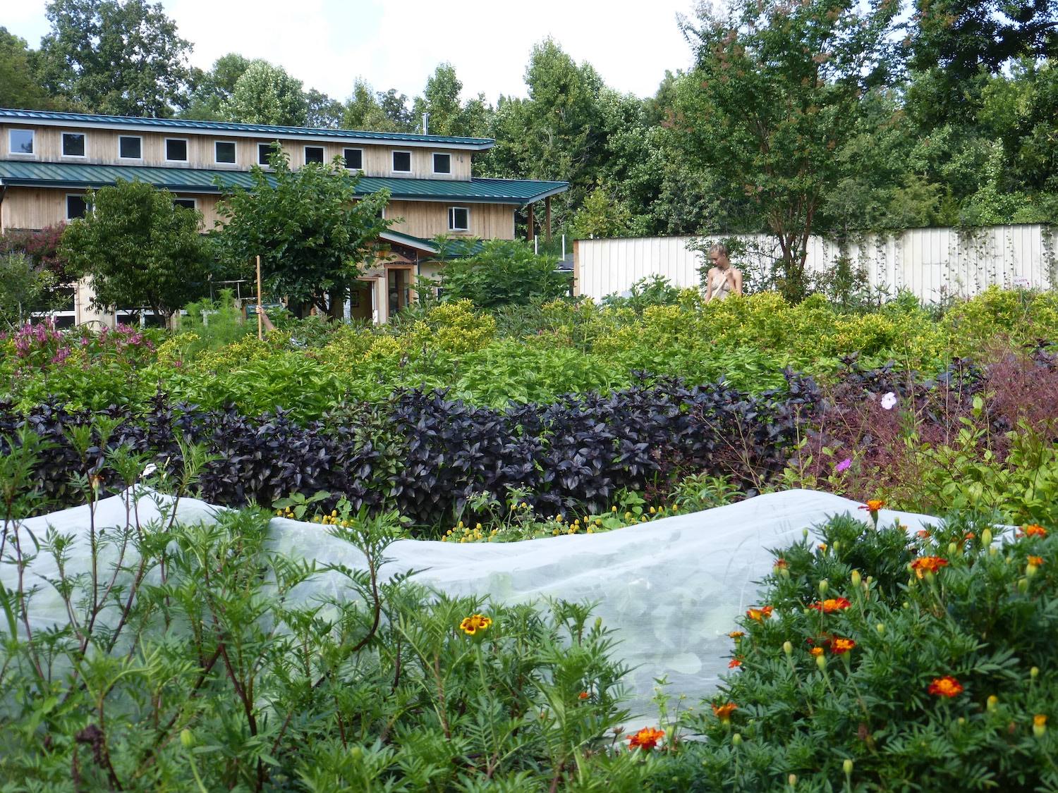 Row Cover and Garden Beds in front of SESE Building (fall gardening)