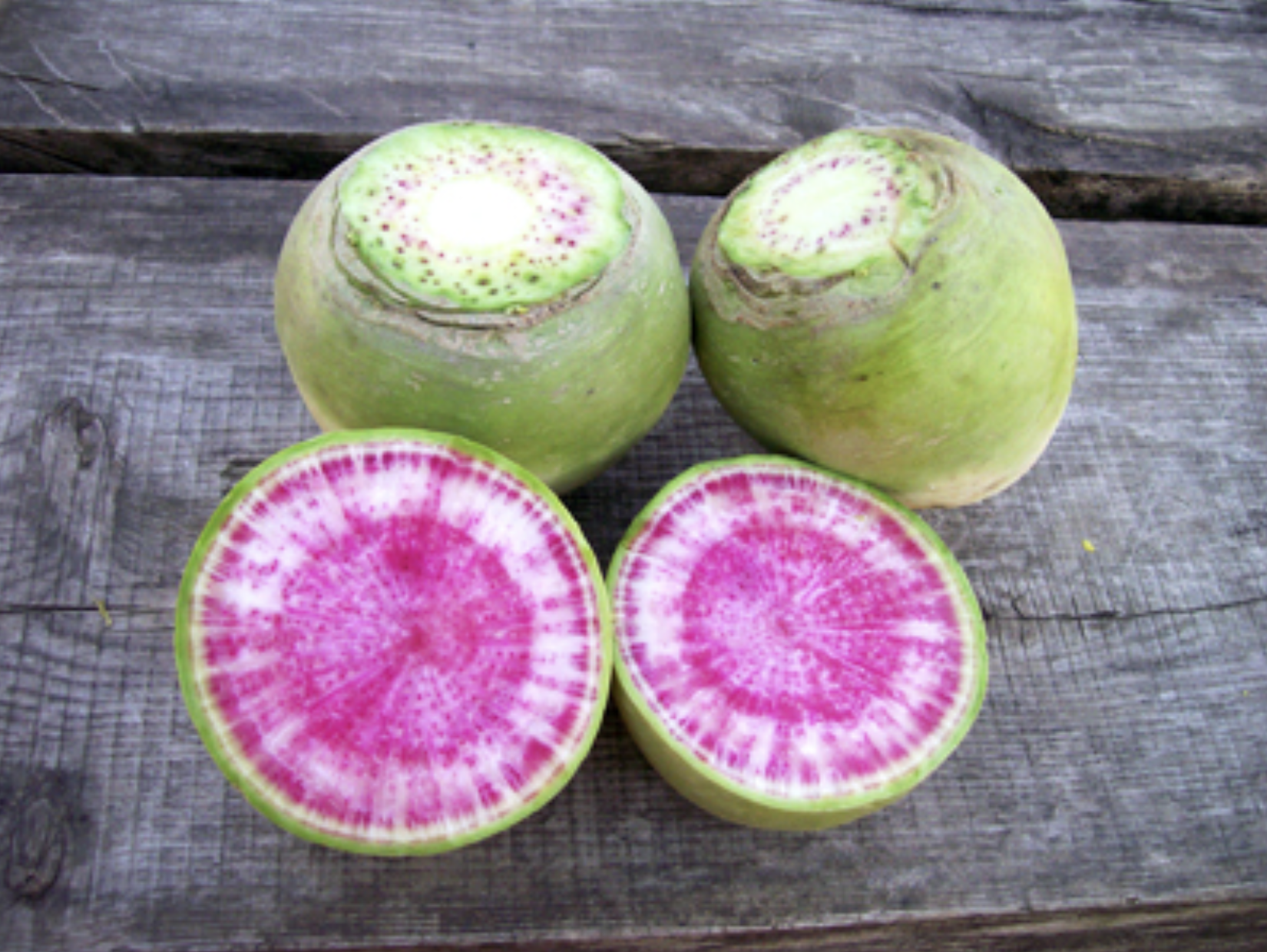 Misato Rose Radishes for the fall garden