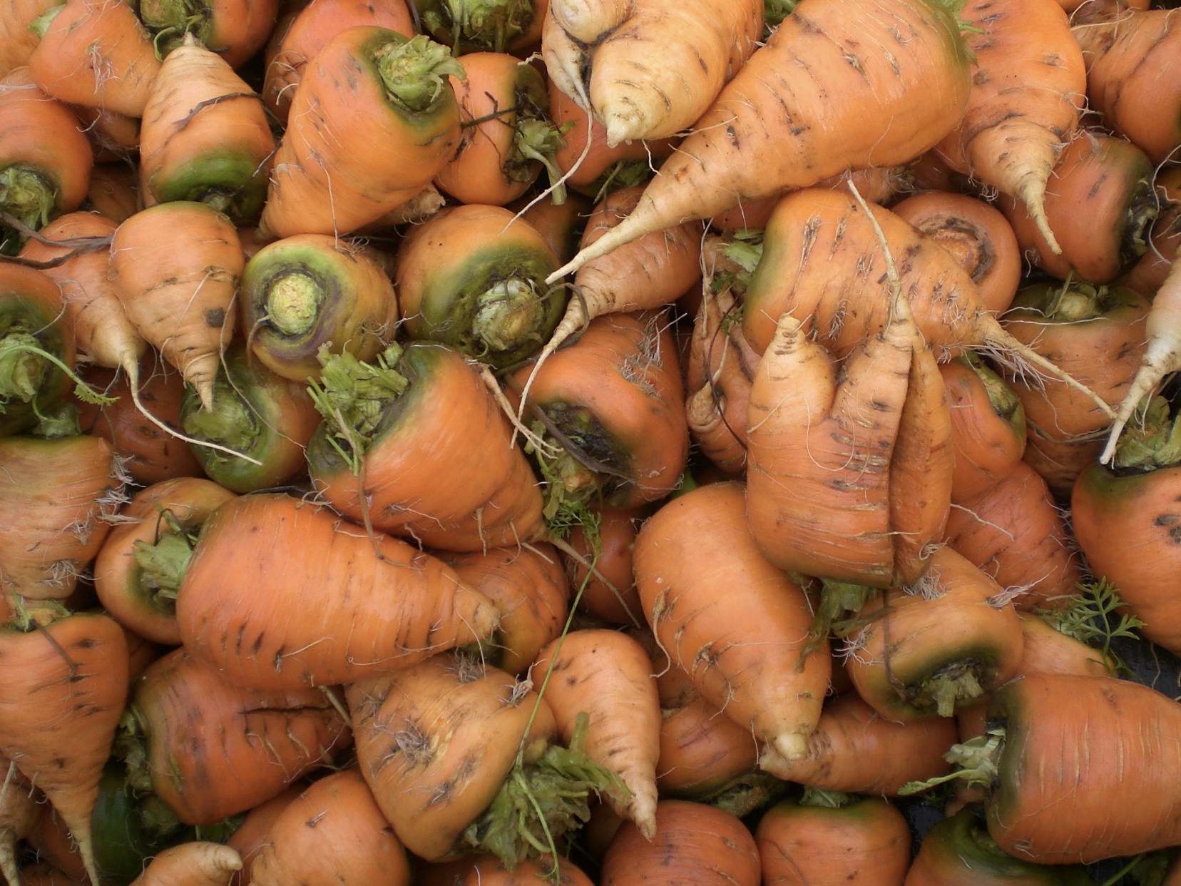 Oxheart Carrots for the fall garden