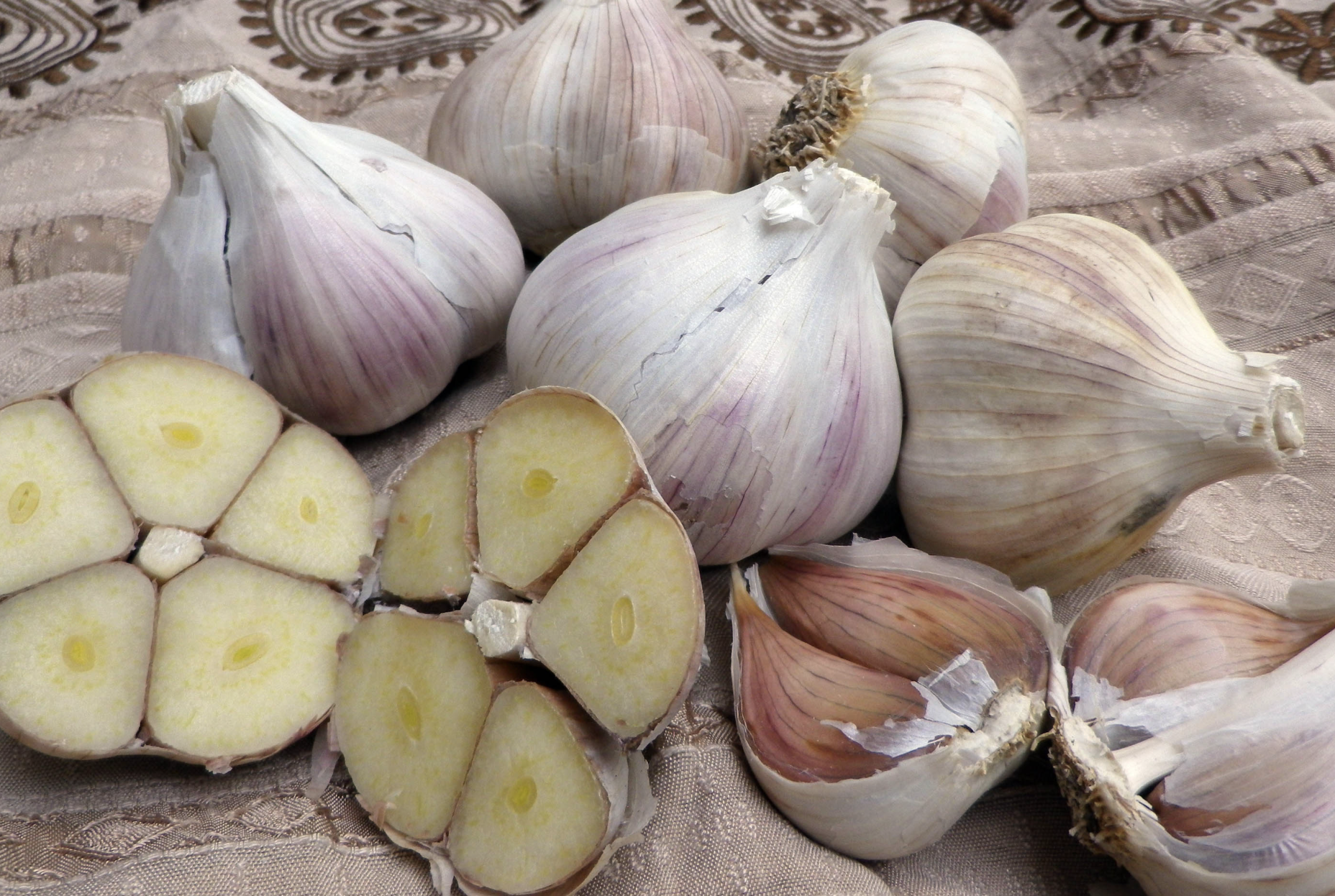 Choosing the Perfect Garlic for Your Garden