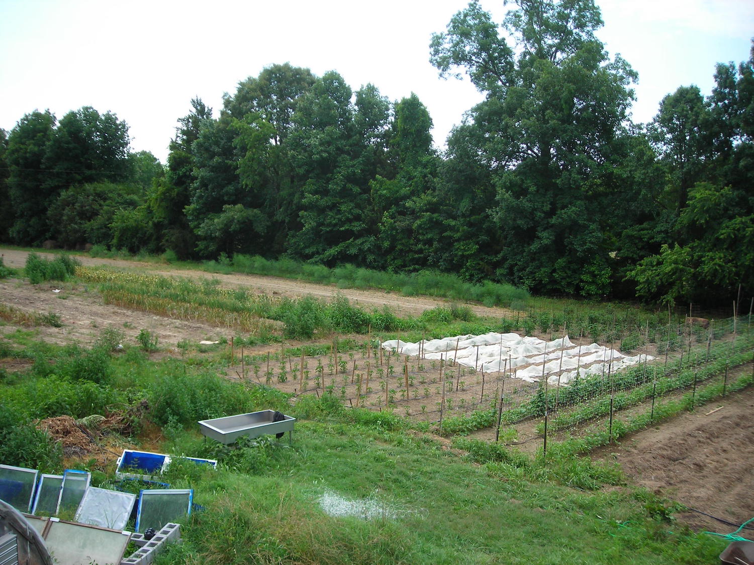 Garden beds with row cover