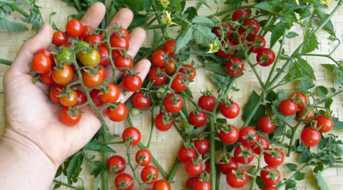 How to Save Tomato Seeds