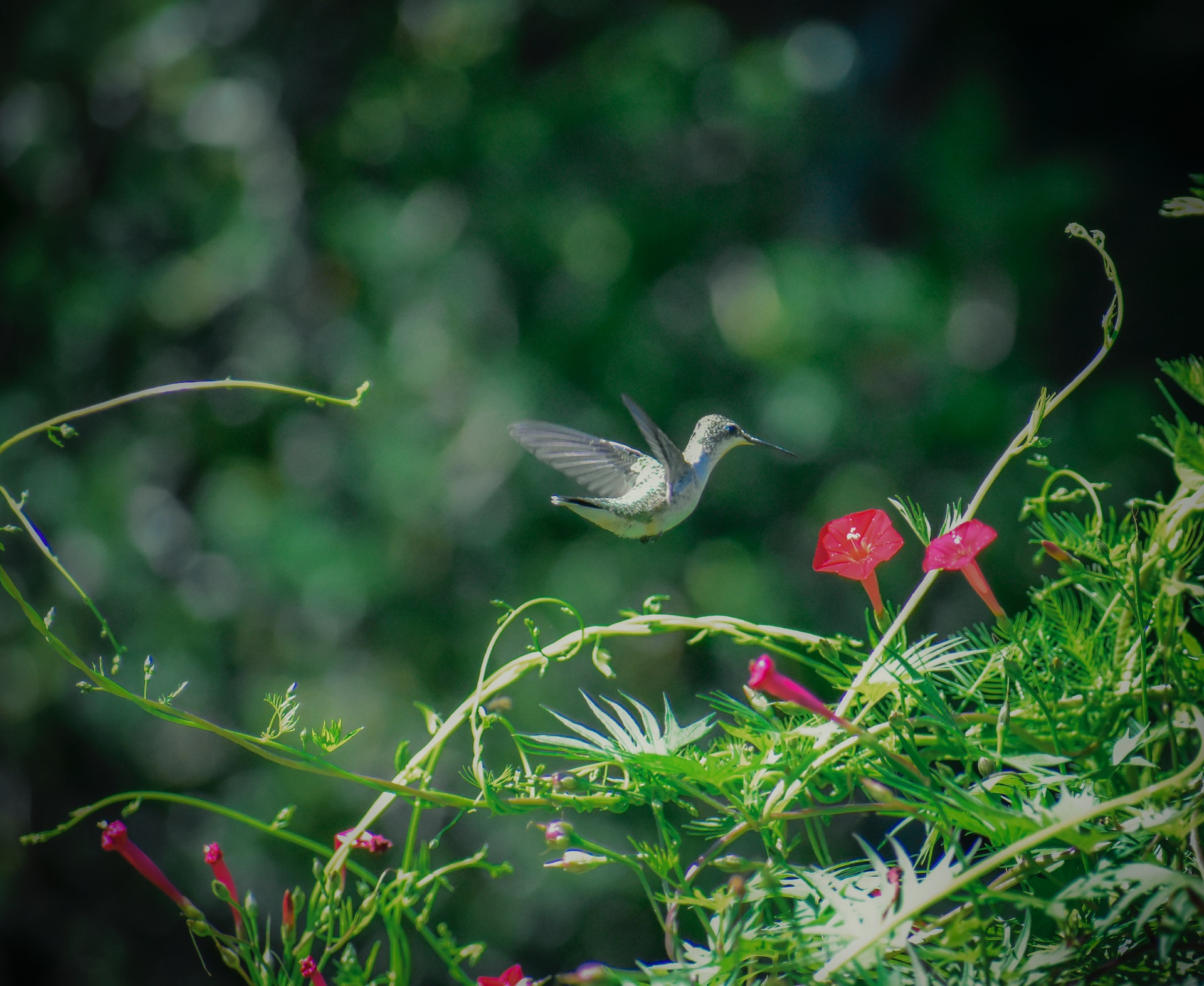 Female Ruby-throated Hummingbird visits a Red Cypress Vine flower