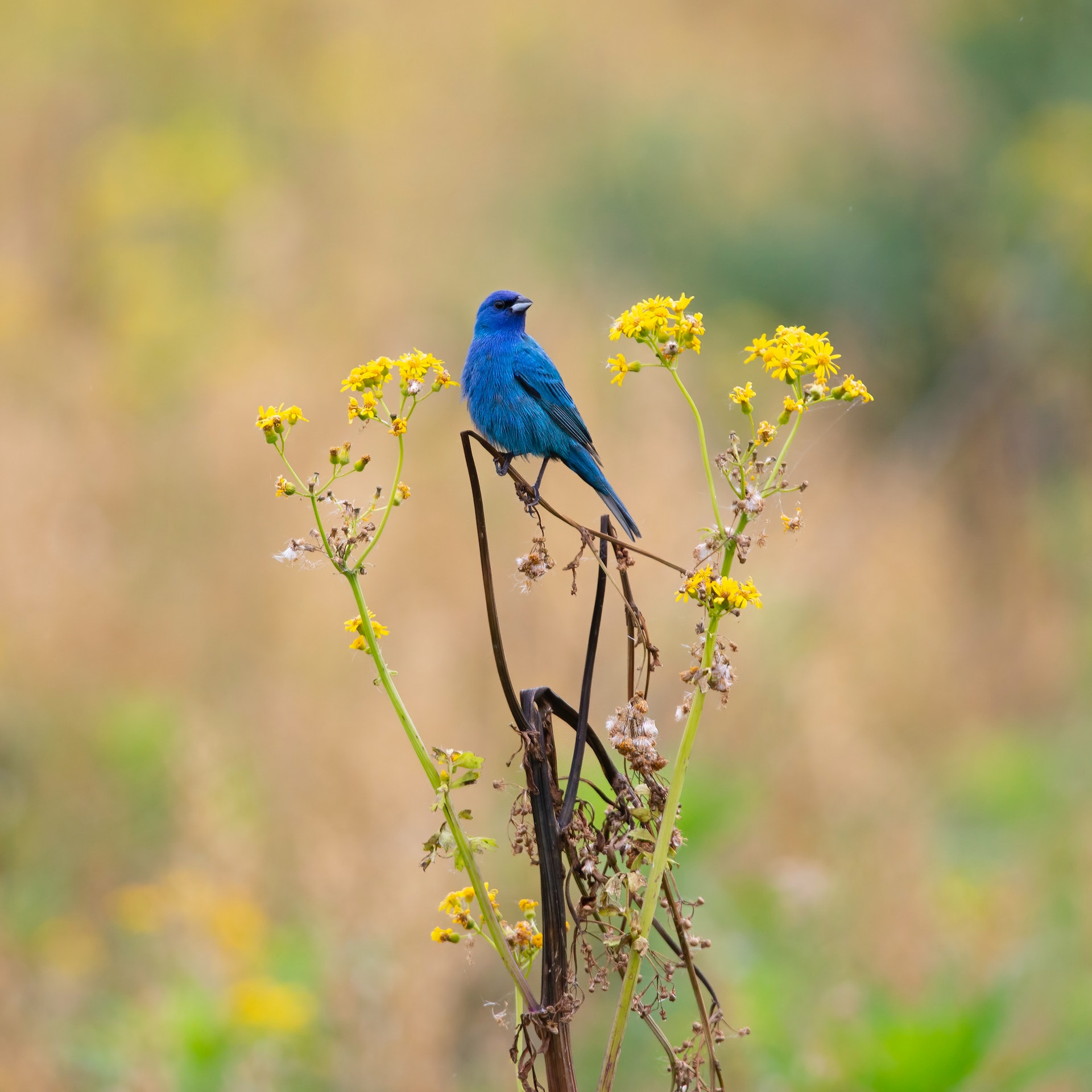 Indigo Bunting perched on Tansy Ragwort (migratory birds)