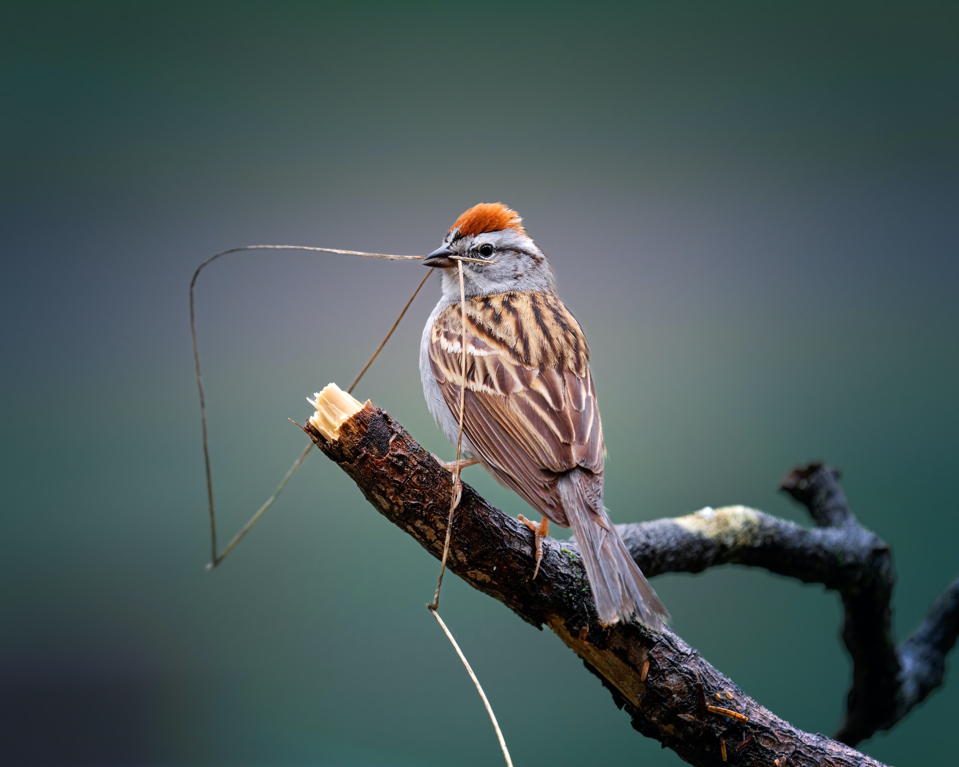 Chipping Sparrow on a branch holding a twig (migratory birds)