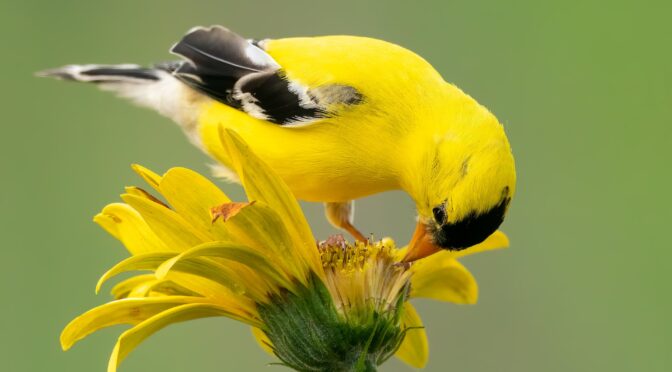 Helpful Gardeners: Support Migratory Birds