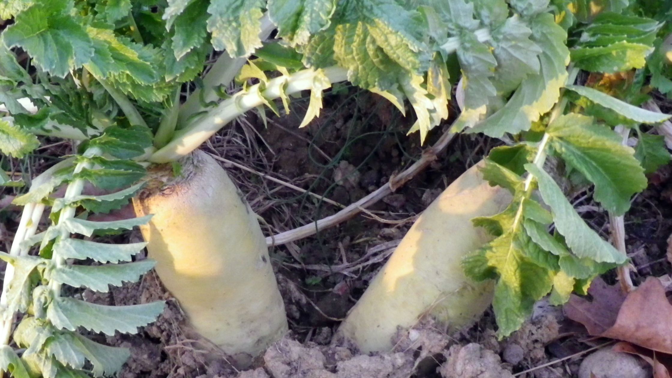 Cover Crops Improve Clay Soils Southern Exposure Seed Exchange