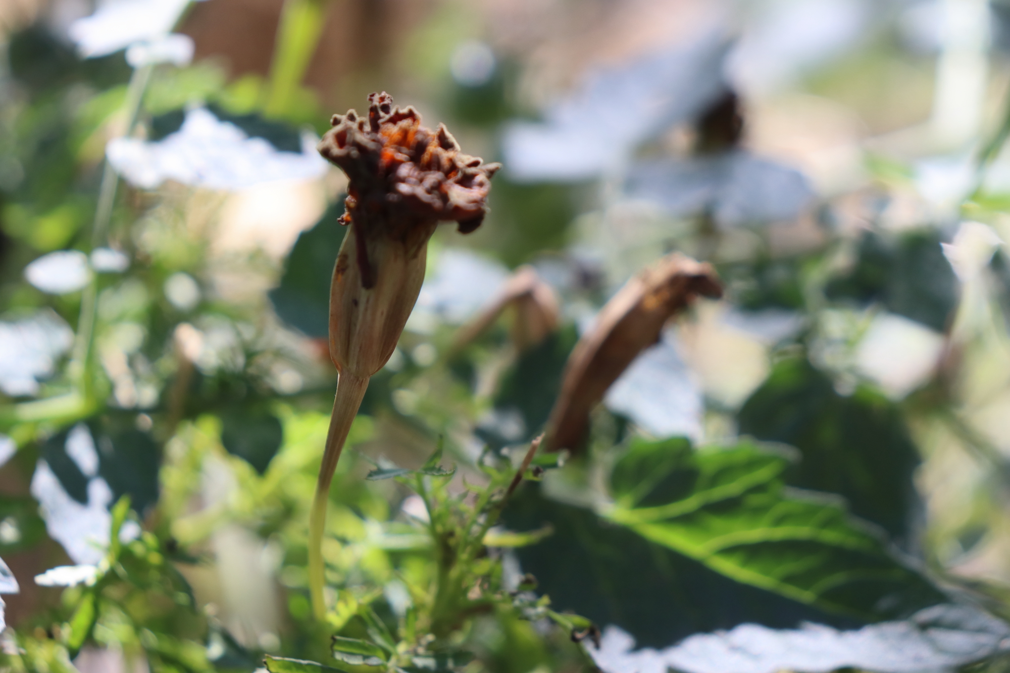 Mature marigold seed pod