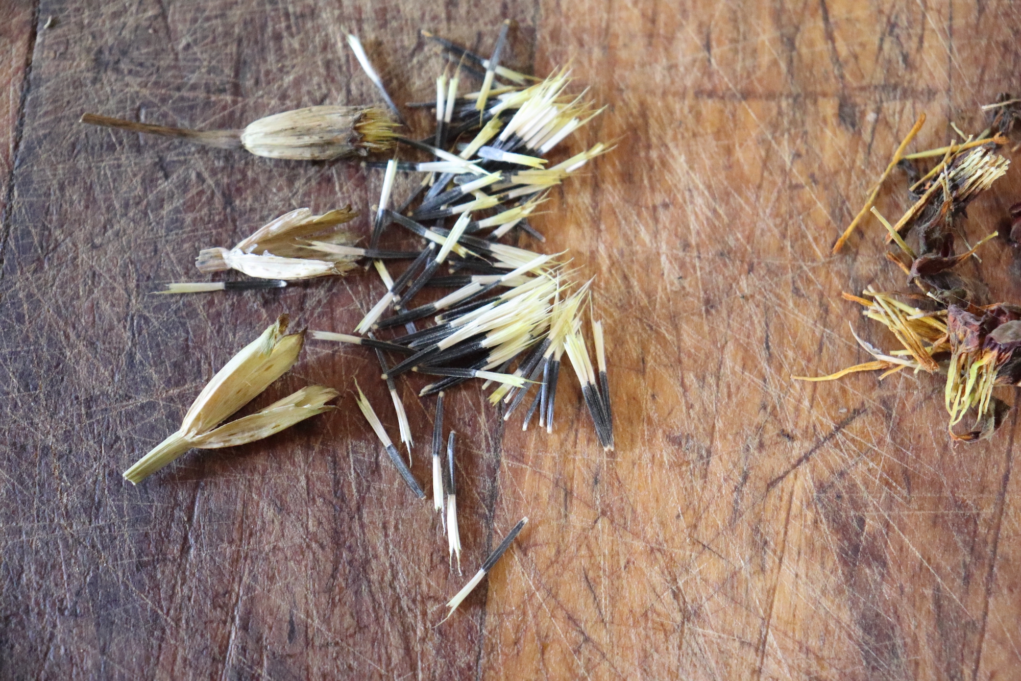 Marigold Seed pods (left), seeds (middle), dry petals (right)