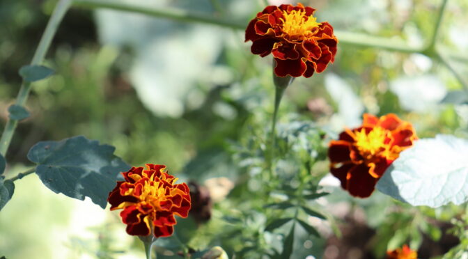 Marigolds (Save marigold seeds)