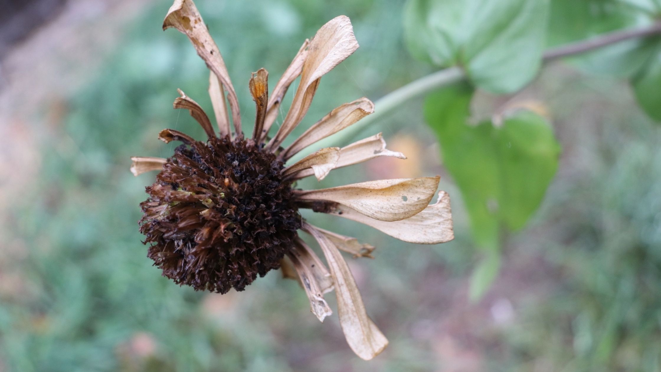 Mature Zinnia Flower Head