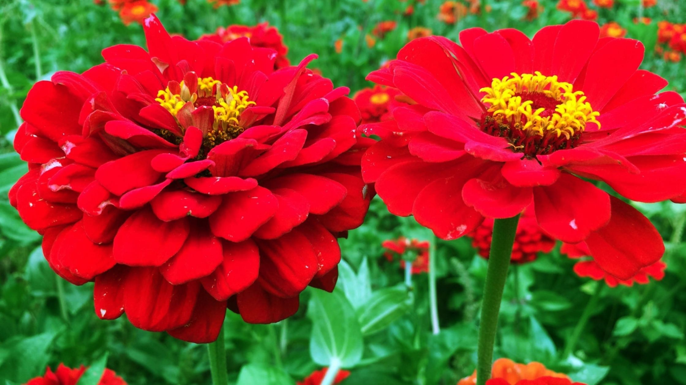 Red Beauty Zinnias