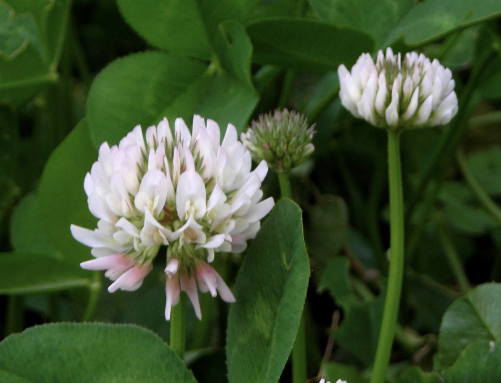 White Clover (cover crop for clay soils)