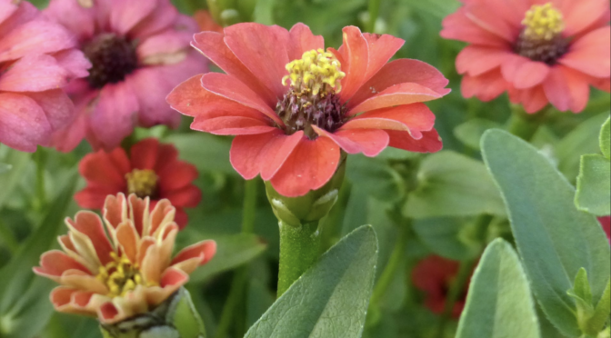 Endless Blooms: How to Save Zinnia Seeds