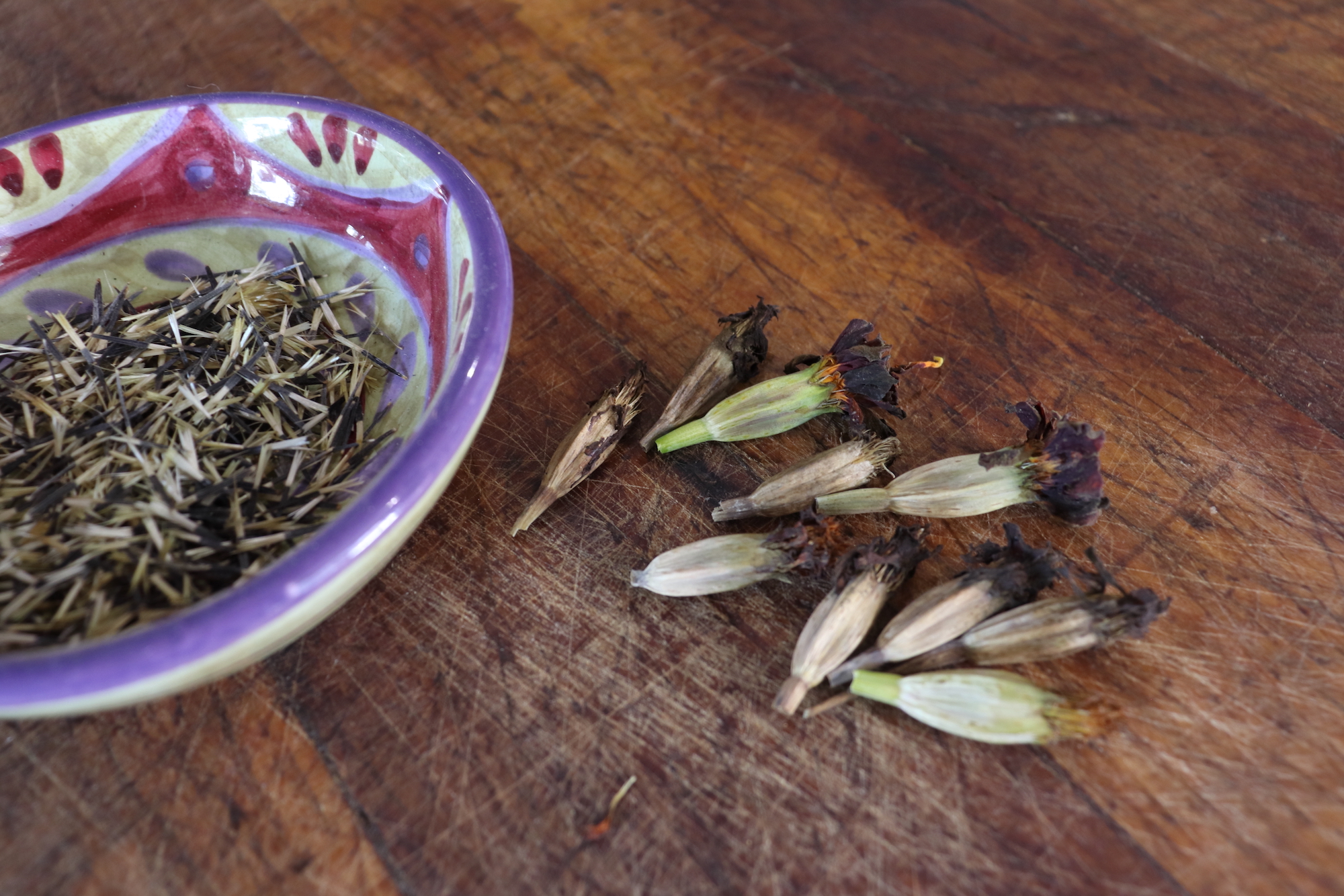 Dish of marigold seeds and some seed pods