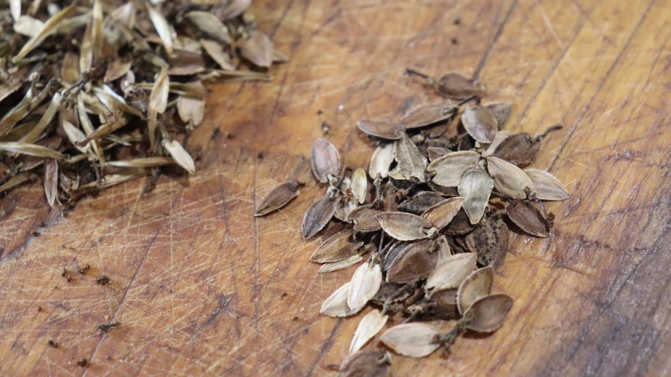 Zinnia Seeds