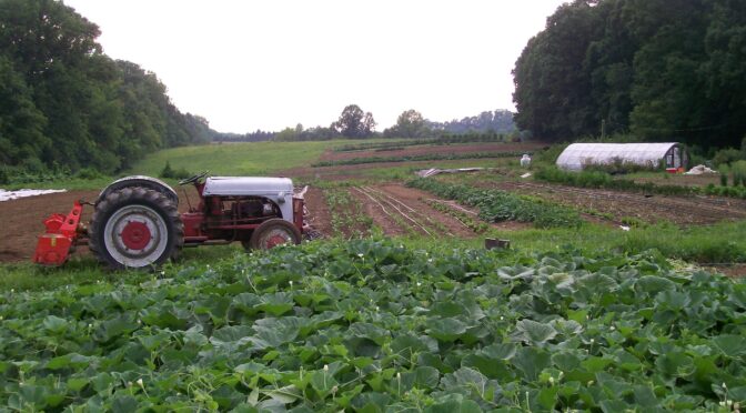 Field of squash and other crops with tractor and tiller