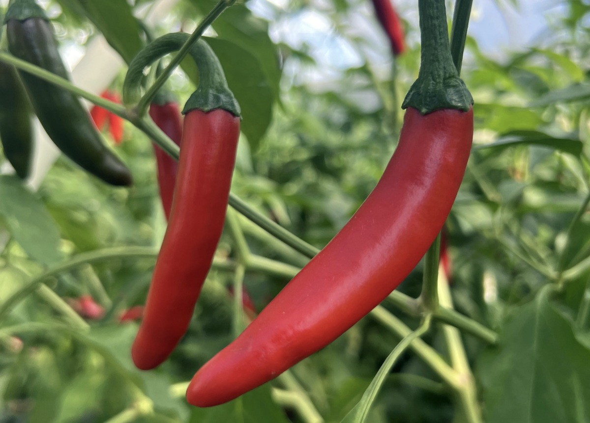 Gochugaru Hot Pepper