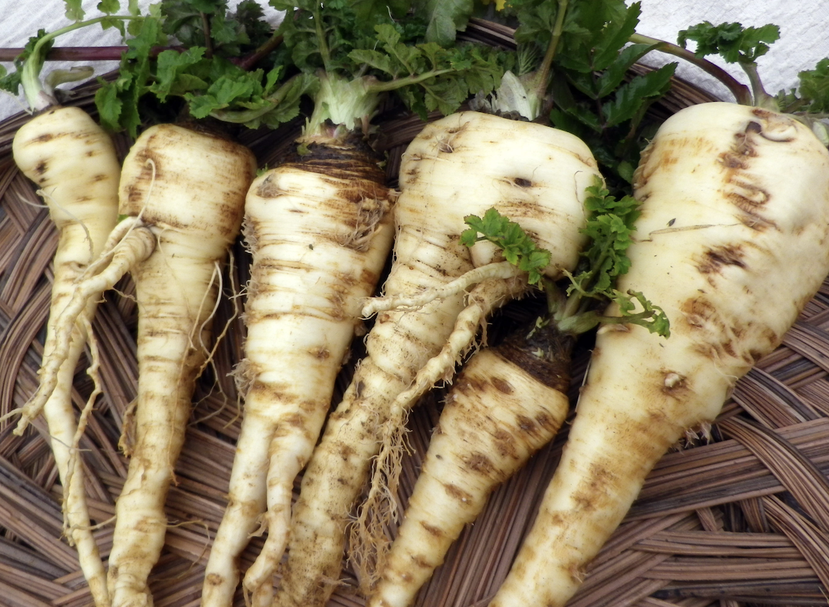 Hollow Crown (Sugar) Parsnip