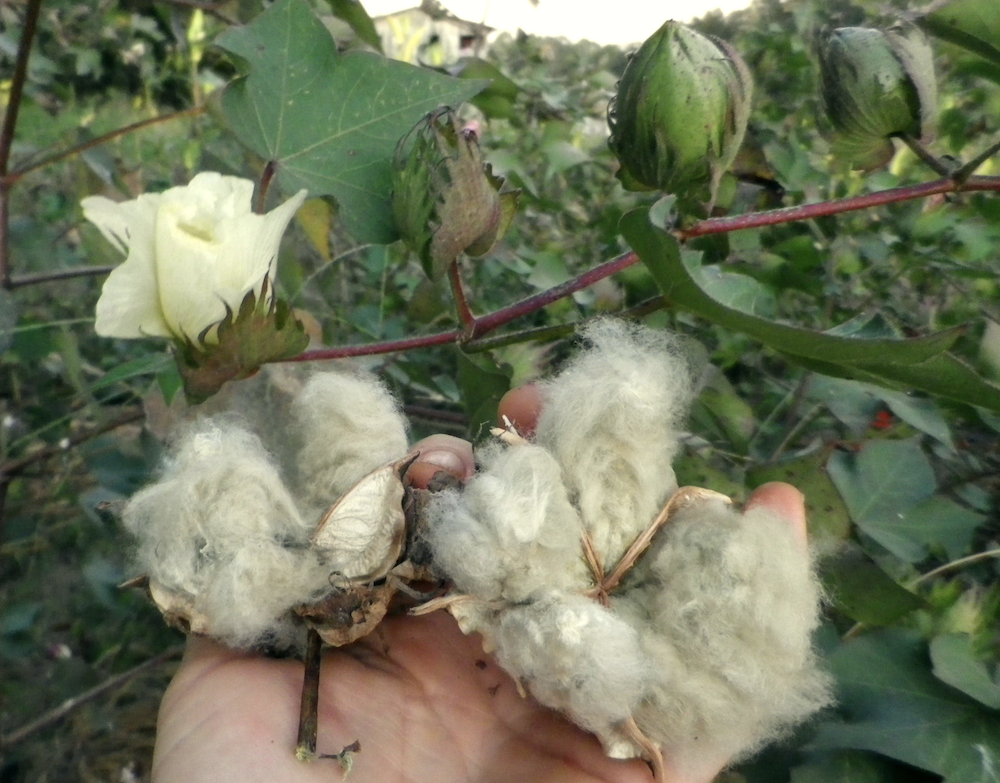 Pick a Plant Day – Our Cotton Plant