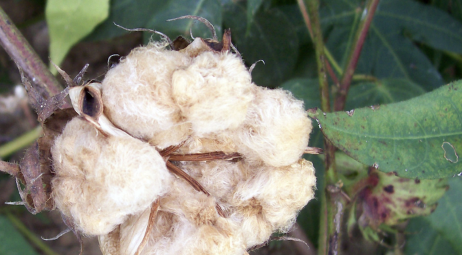 Nankeen Cotton