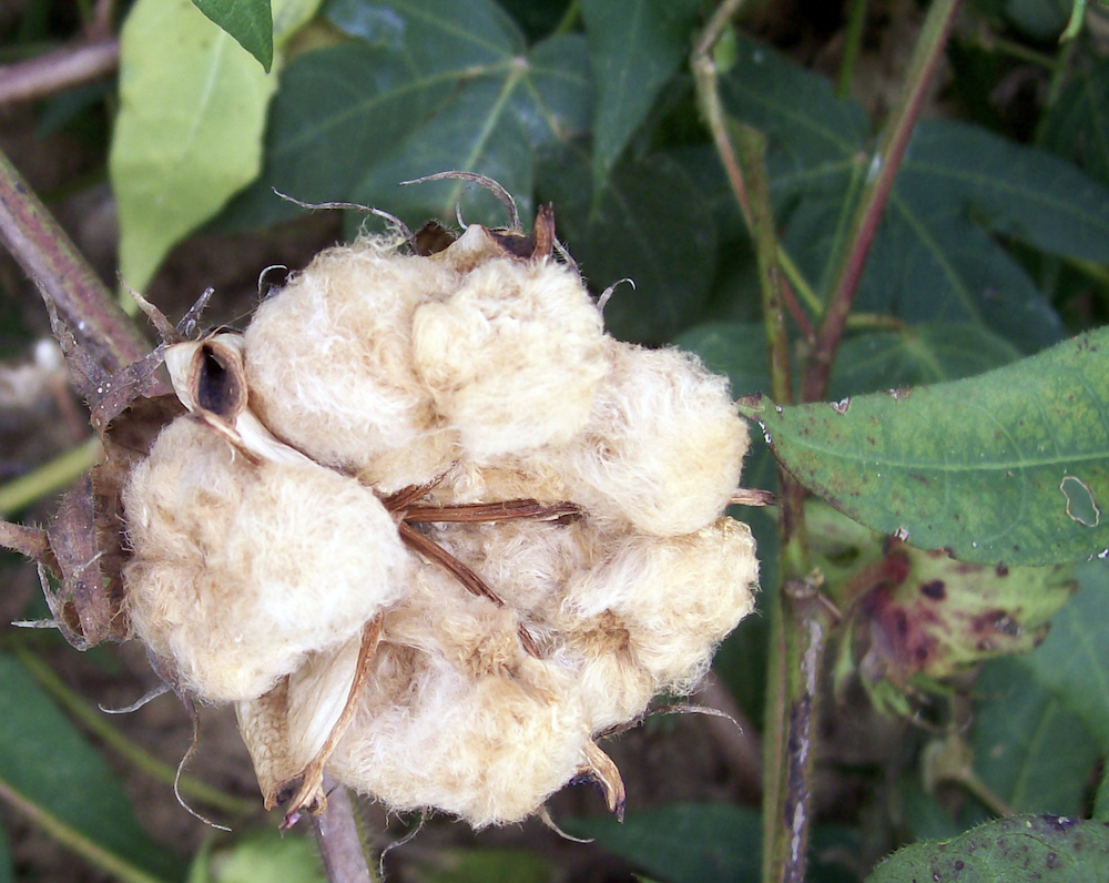 Pick a Plant Day – Our Cotton Plant