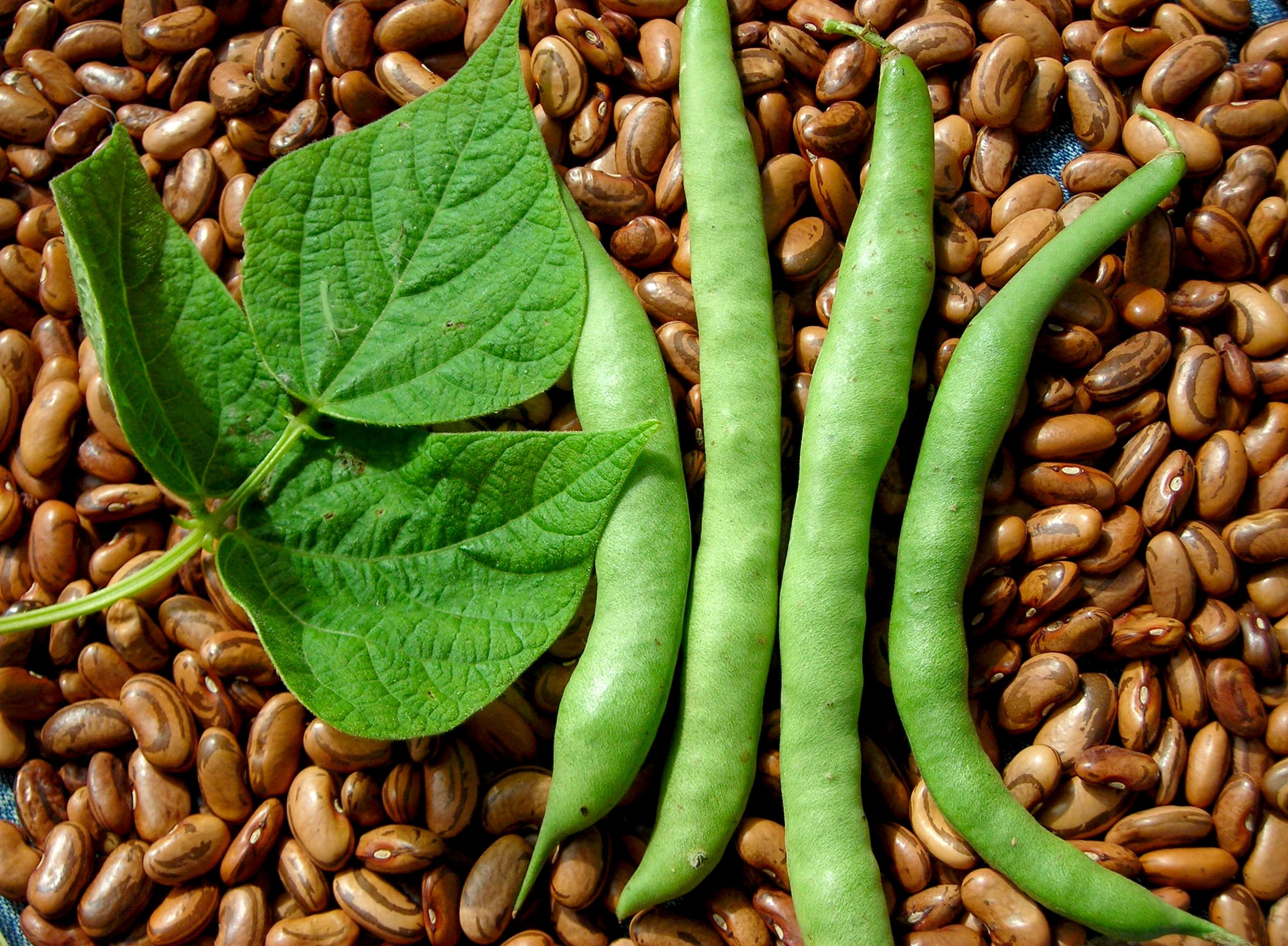 Genuine Cornfield Pole Beans