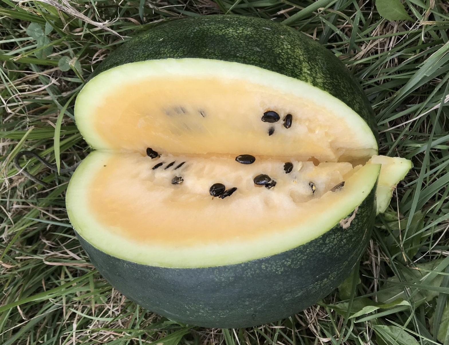 Cekirdegi Oyali Watermelon
