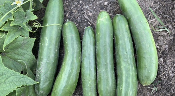 Green Finger Cucumber