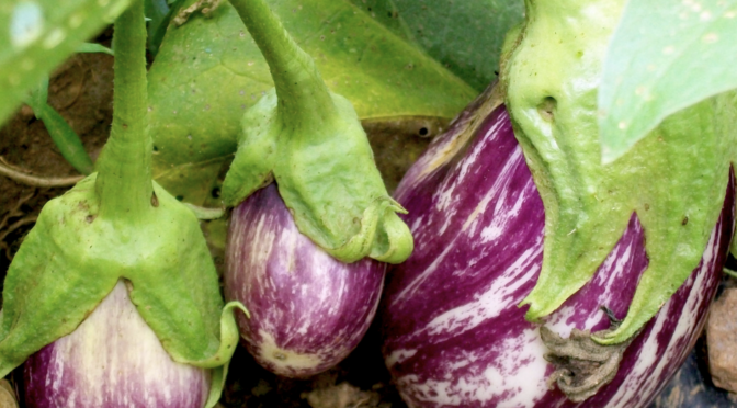 Growing Eggplants: Tips for Success
