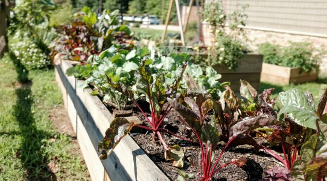 Raised Bed Garden with Chard