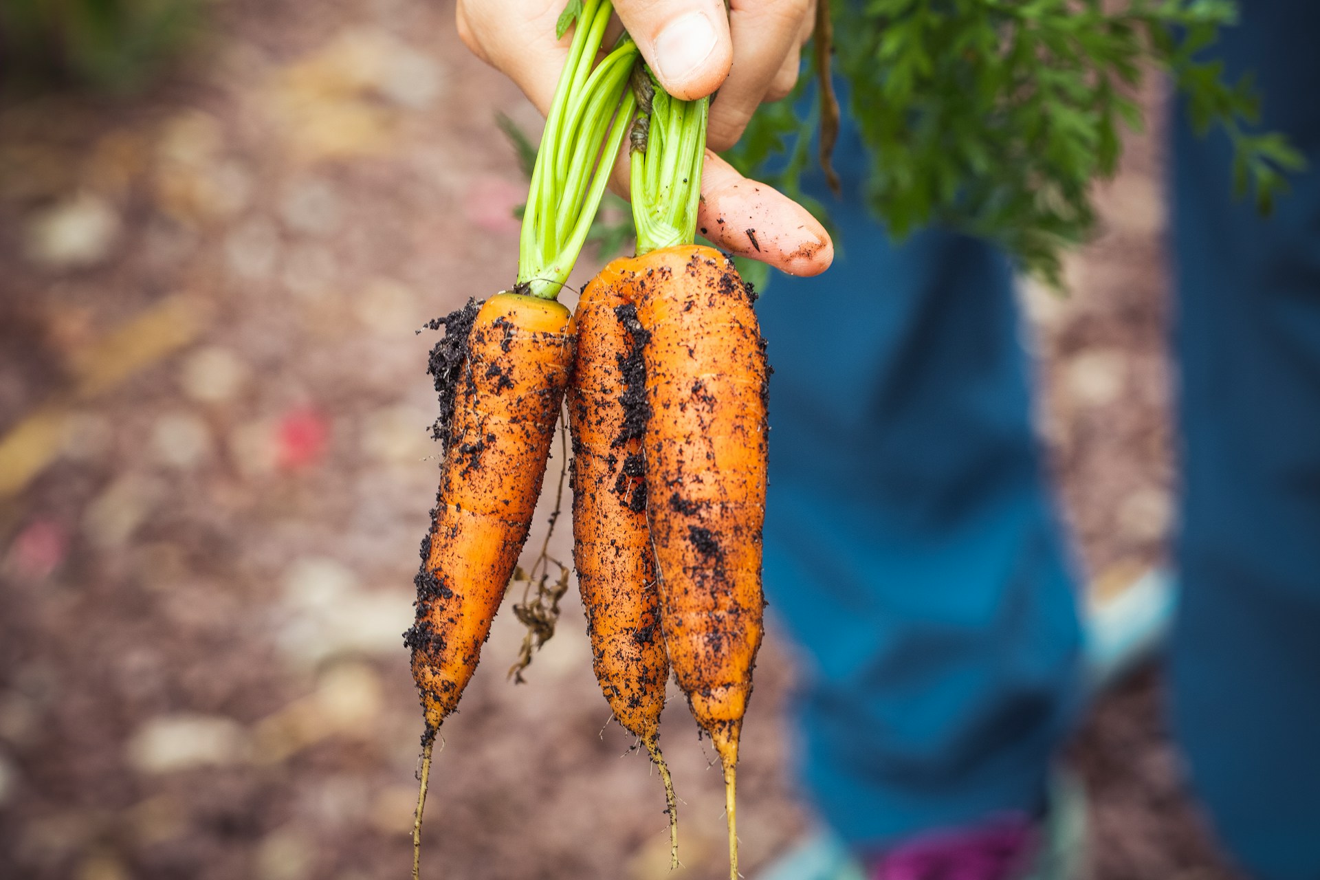 Hand holding freshly dug carrots
