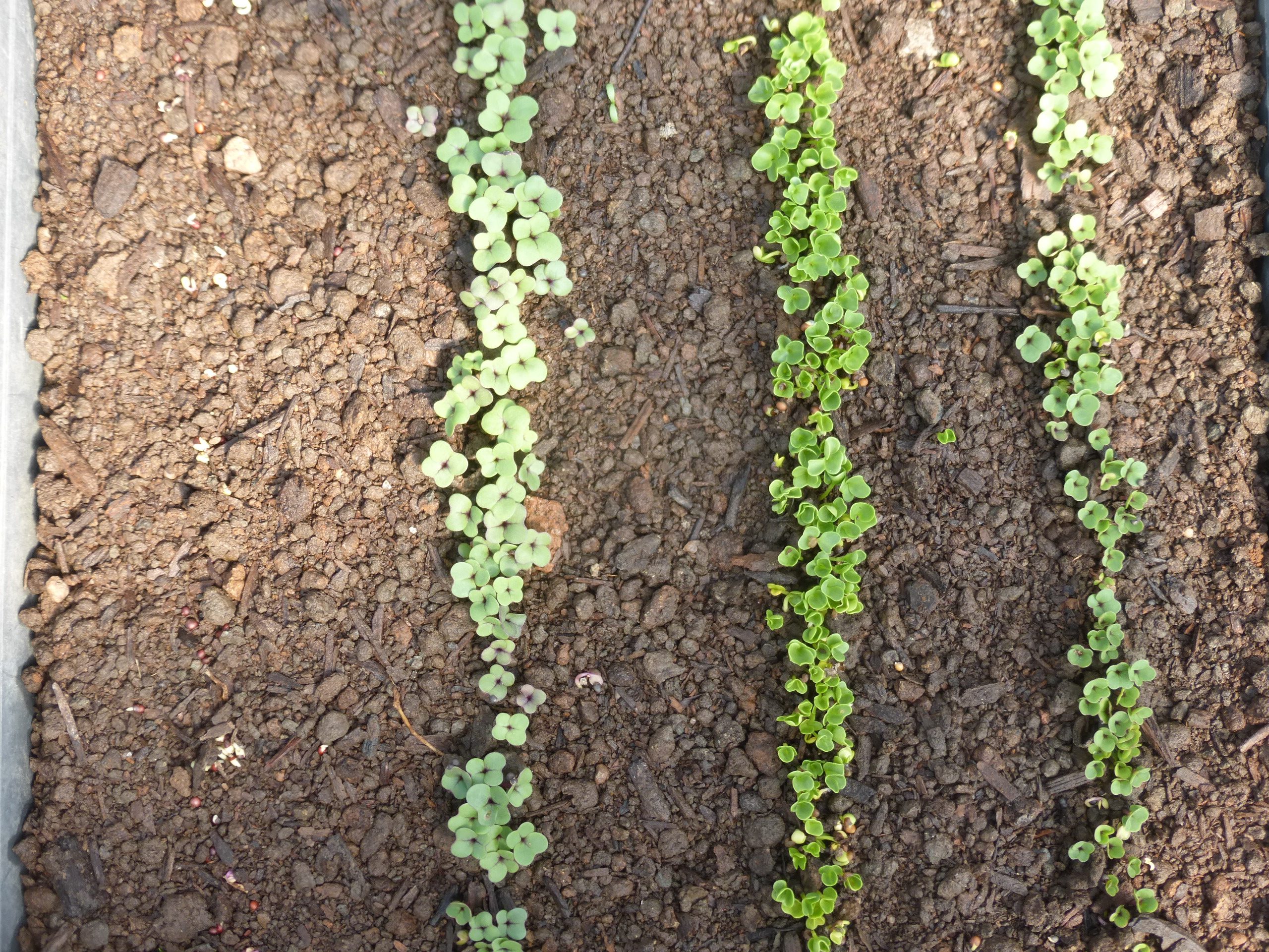 Brassica Seedlings