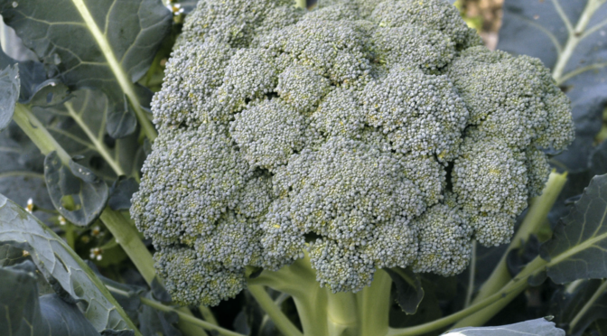 Top Tips for Growing Broccoli | Southern Exposure Seed Exchange