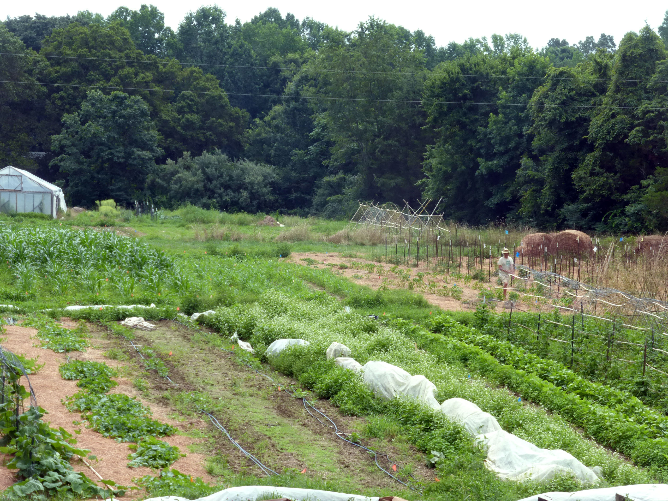 trellisted cucurbits, melons, watermelons, edamame, southern peas, potomac corn,