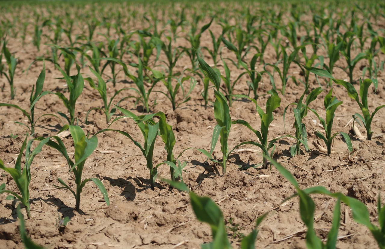 Corn succession planting