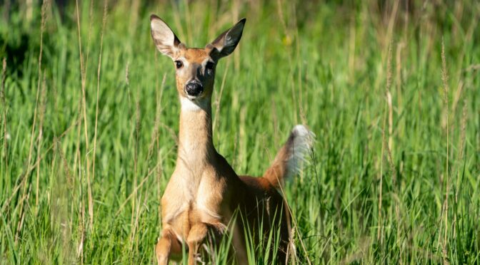 White-tailed deer in a field