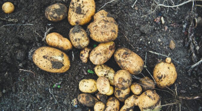 Potatoes in the soil (growing potatoes)